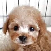 ティーカッププードル
