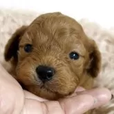 タイニープードル