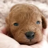 タイニープードル【岡山県・男の子・2025年11月12日・レッド】の写真1