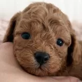 タイニープードル