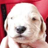 ゴールデンレトリバー