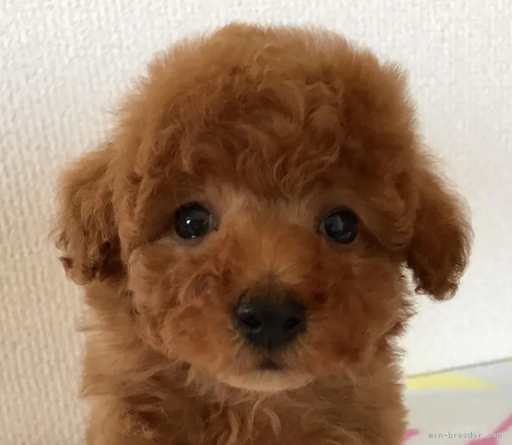ID:1802-00272の子犬