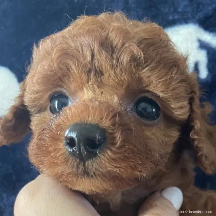 ID:2301-01652の子犬