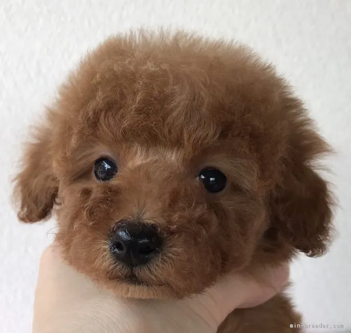 ID:1802-00553の子犬