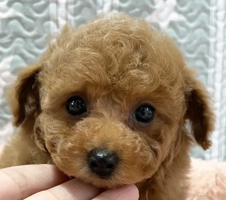 ID:2201-03370の子犬