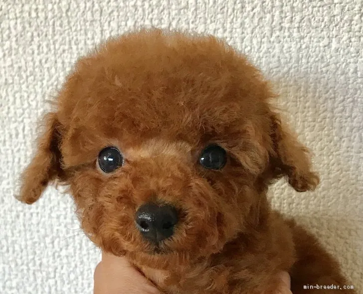ID：1911-01312の子犬