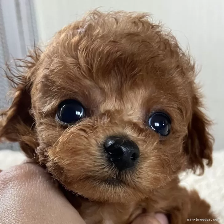 ID:2404-04771の子犬