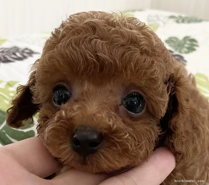 ID:2107-03403の子犬