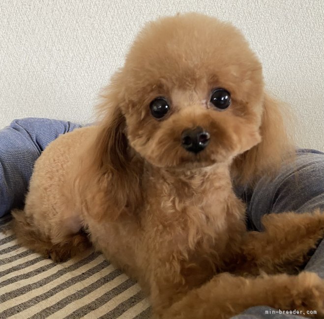 ティーカッププードル【・女の子・2023年2月6日・レッド】