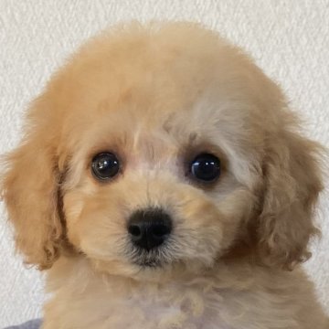 トイプードル(トイ)【岡山県・男の子・2024年8月28日・クリーム】の写真「目がとても印象的です✨」