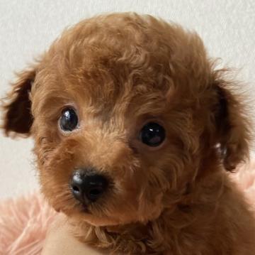 トイプードル(タイニー)【岡山県・男の子・2022年6月20日・レッド】の写真「一人っ子らしく　おっとりマイペースくん」