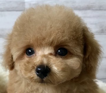 トイプードル(ティーカップ)【岡山県・男の子・2019年6月10日・アプリコット】の写真「まるまるモコモコ　」