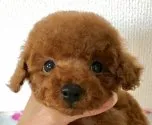 ティーカッププードル【岡山県・男の子・2019年9月27日・レッド】の写真2「11月29日撮影」