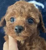 タイニープードル【岡山県・女の子・2022年11月16日・レッド】の写真2