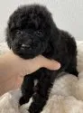 タイニープードル【岡山県・女の子・2019年12月13日・ブラック】の写真2「1月18日撮影」