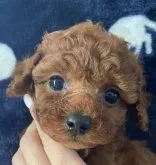 タイニープードル【岡山県・女の子・2022年11月16日・レッド】の写真3