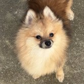 ポメラニアン