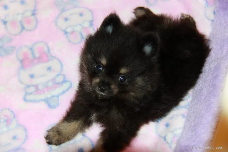 ID:2205-00645の子犬