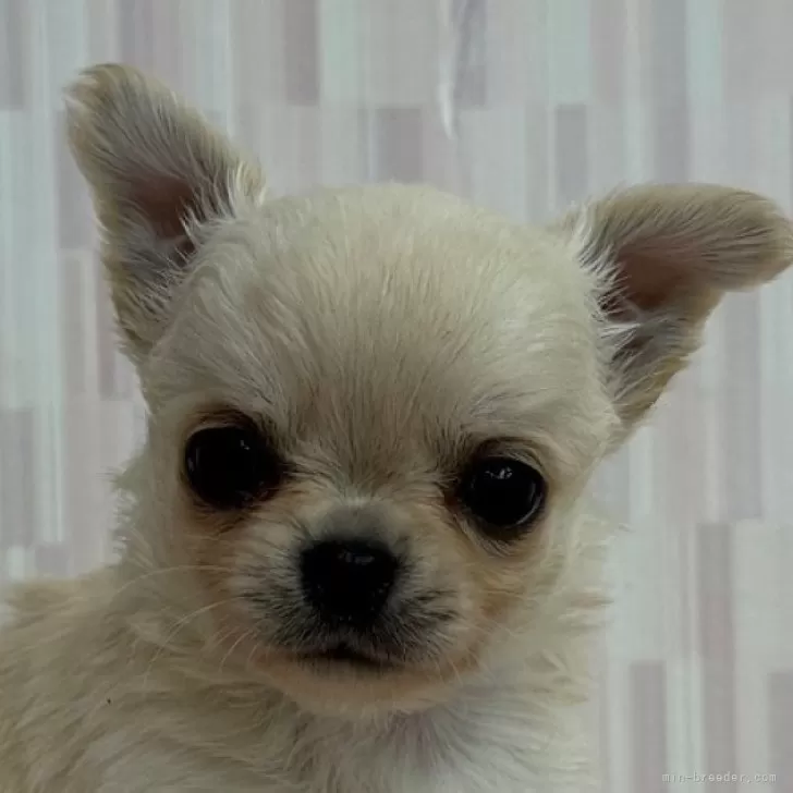 ID：2506-08146の子犬