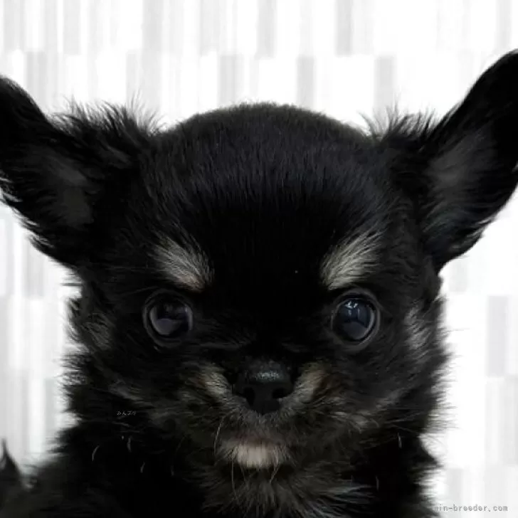ID：2503-04213の子犬