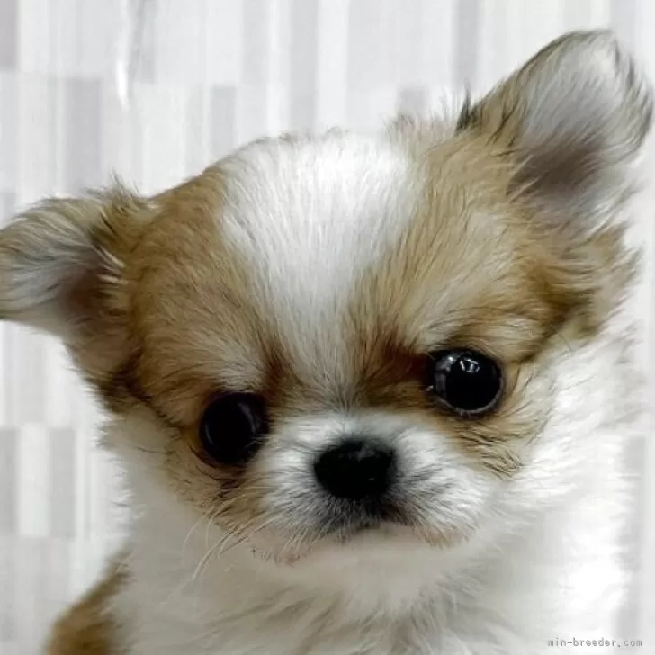 ID:2504-03230の子犬