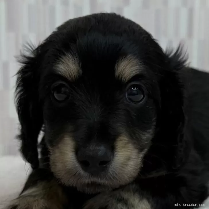 ID：2508-01309の子犬