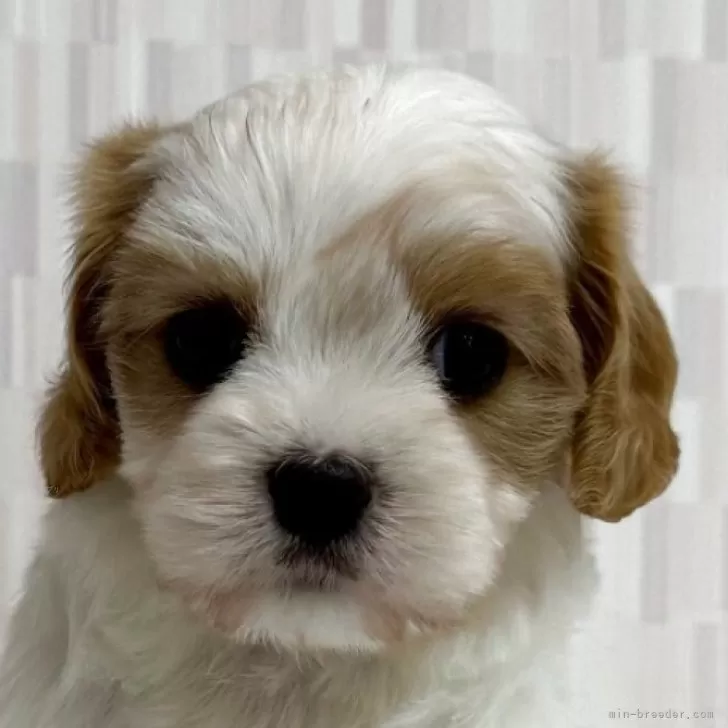 ID:2504-07436の子犬