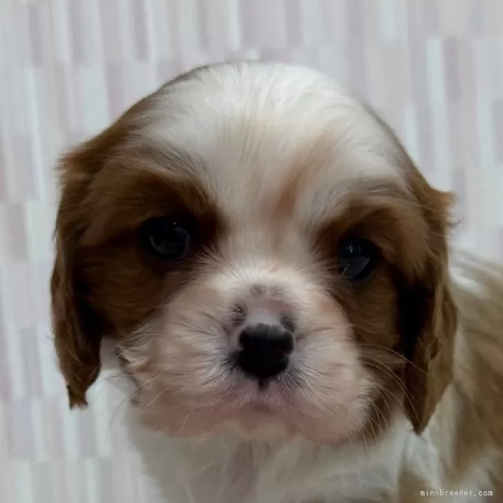 キャバリア【千葉県・男の子・2025年10月22日・ブレンハイム】の写真1