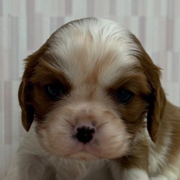 キャバリア【千葉県・男の子・2025年10月22日・ブレンハイム】の写真「優しいお顔の男の子です！」