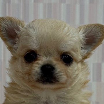 チワワ(ロング)【千葉県・女の子・2025年10月18日・クリーム&ホワイト】の写真「人気のカラーの女の子！」