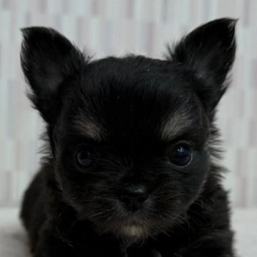 チワワ(ロング)【千葉県・女の子・2025年10月15日・ブラックタン&ホワイト】の写真「つぶらな瞳の乙女ちゃん！」