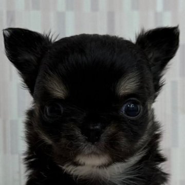 チワワ(ロング)【千葉県・男の子・2025年10月15日・ブラック&タン】の写真「おチビな男の子！」
