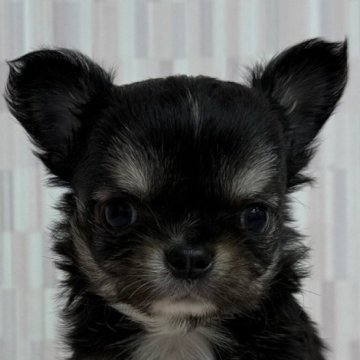 チワワ(ロング)【千葉県・男の子・2025年2月10日・ブラック&タン】の写真「オチビな男の子です！」
