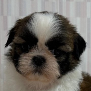 シーズー【千葉県・女の子・2025年10月17日・ゴールド&ホワイト】の写真「可愛い目をした女の子！」