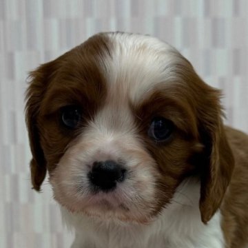 キャバリア【千葉県・女の子・2025年10月22日・ブレンハイム】の写真「綺麗な毛色の美人さん！」