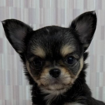 チワワ(ロング)【千葉県・男の子・2025年10月15日・ブラックタン&ホワイト】の写真「優しいお顔の男の子！」