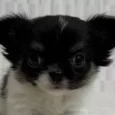 チワワ(ロング)