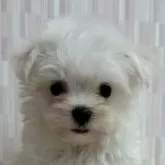 マルチーズ