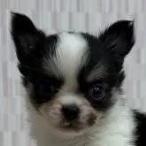 チワワ(ロング)