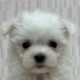 マルチーズ