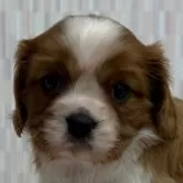 キャバリア【千葉県・女の子・2025年10月22日・ブレンハイム】の写真1