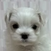マルチーズ