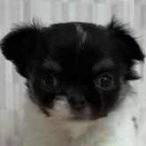 チワワ(ロング)