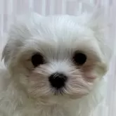 マルチーズ