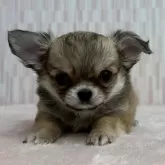 チワワ(ロング)