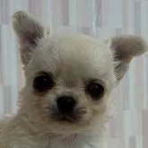 チワワ(ロング)