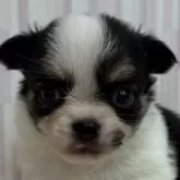 チワワ(ロング)