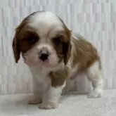 キャバリア【千葉県・男の子・2025年10月22日・ブレンハイム】の写真2