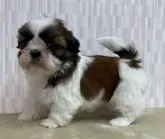 シーズー【千葉県・女の子・2024年12月22日・ゴールド&ホワイト】の写真3