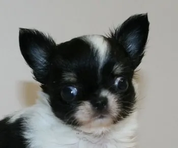 ID:1804-00044の子犬